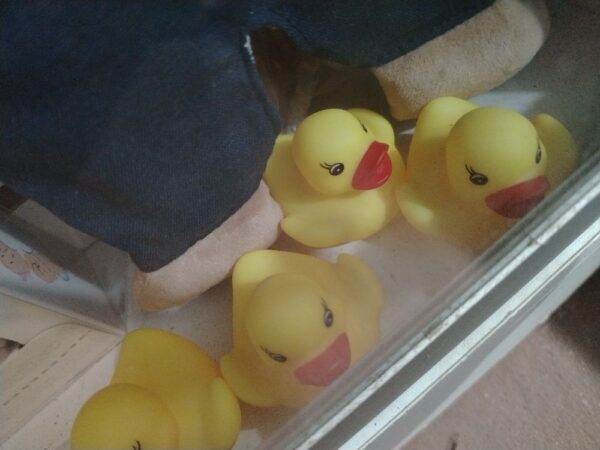 Pato carton venta x una unidad........venta x una unidad